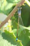Ischnura elegans