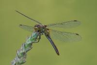 Sympetrum sanguineum