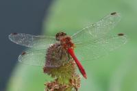 Sympetrum sanguineum