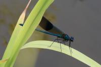 Calopteryx splendens