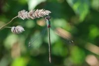 Chalcolestes viridis
