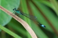 Ischnura elegans