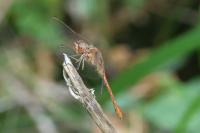 Sympetrum striolatum