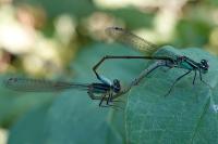 Ischnura elegans