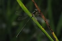 Chalcolestes viridis