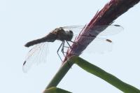 Sympetrum sanguineum