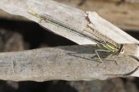 Platycnemis pennipes