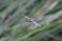 Aeshna mixta