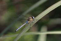 Aeshna mixta