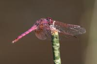 Trithemis annulata