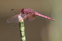 Trithemis annulata