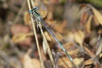Platycnemis pennipes