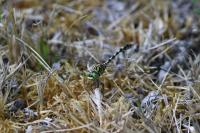 Onychogomphus forcipatus