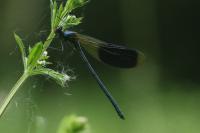 Calopteryx splendens
