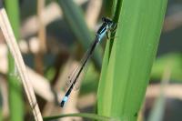 Ischnura elegans