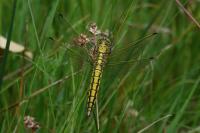 Orthetrum cancellatum