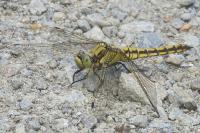 Orthetrum cancellatum