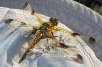 Libellula quadrimaculata