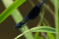 Calopteryx splendens