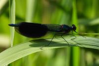 Calopteryx splendens