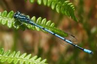 Coenagrion puella