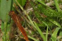 Crocothemis erythraea