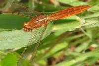 Crocothemis erythraea