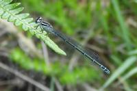 Coenagrion puella