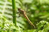 Orthetrum cancellatum