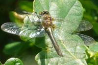 Cordulia aenea