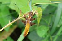 Libellula depressa