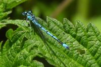 Coenagrion puella