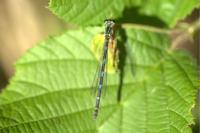 Coenagrion pulchellum