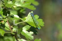 Coenagrion pulchellum