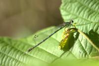 Coenagrion pulchellum