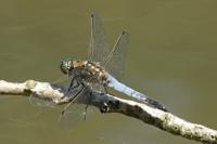 Orthetrum cancellatum
