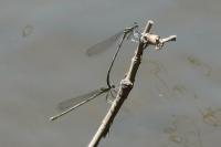 Platycnemis pennipes
