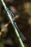 Coenagrion puella
