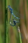 Coenagrion scitulum