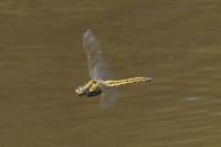 Orthetrum cancellatum