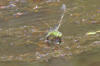 Anax imperator