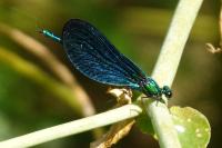 Calopteryx virgo meridionalis