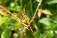 Sympetrum sanguineum