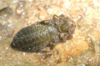 Onychogomphus forcipatus