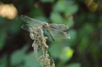 Orthetrum cancellatum