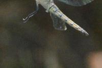 Orthetrum cancellatum