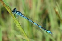 Coenagrion mercuriale