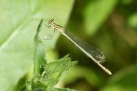 Platycnemis pennipes