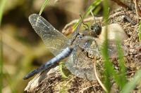 Orthetrum cancellatum