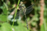 Cordulegaster boltonii